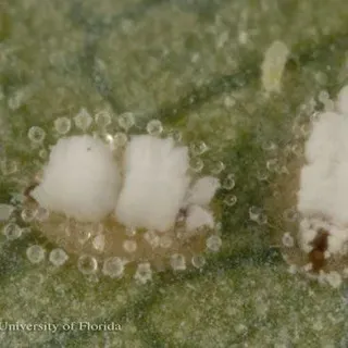 thumbnail for publication: Ash Whitefly, Siphoninus phillyreae (Haliday) (Insecta: Hemiptera: Aleyrodidae: Aleyrodinae)